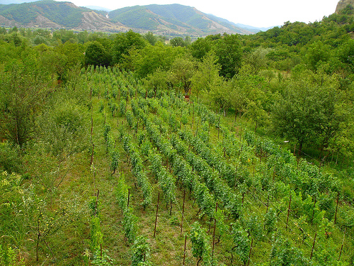 Georgian vineyard (photo: Morieli)